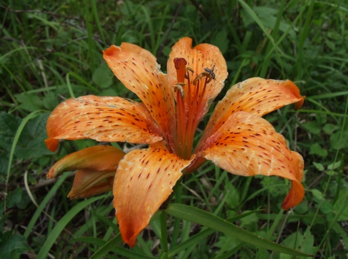 Lilium bulbiferum subsp. croceum / Giglio di S.Giovanni